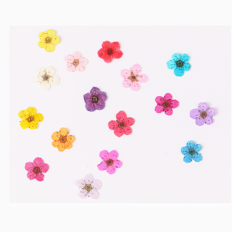Resin Art Baby - 60pcs 미니 누르면 말린 수선화 Jonquilla