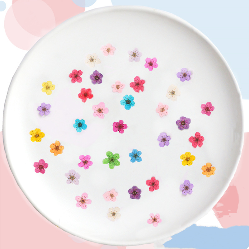 60pcs 미니 누르면 말린 수선화 Jonquilla  - Resin Art Baby 리뷰 및 가격