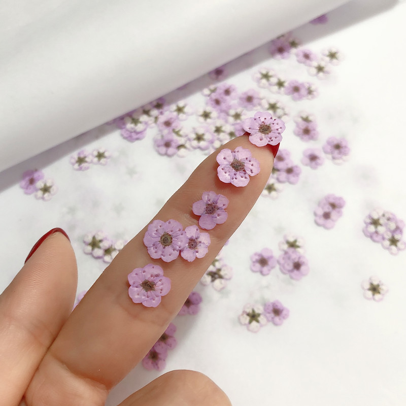 60pcs 미니 누르면 말린 수선화 Jonquilla  - Resin Art Baby 리뷰 및 가격