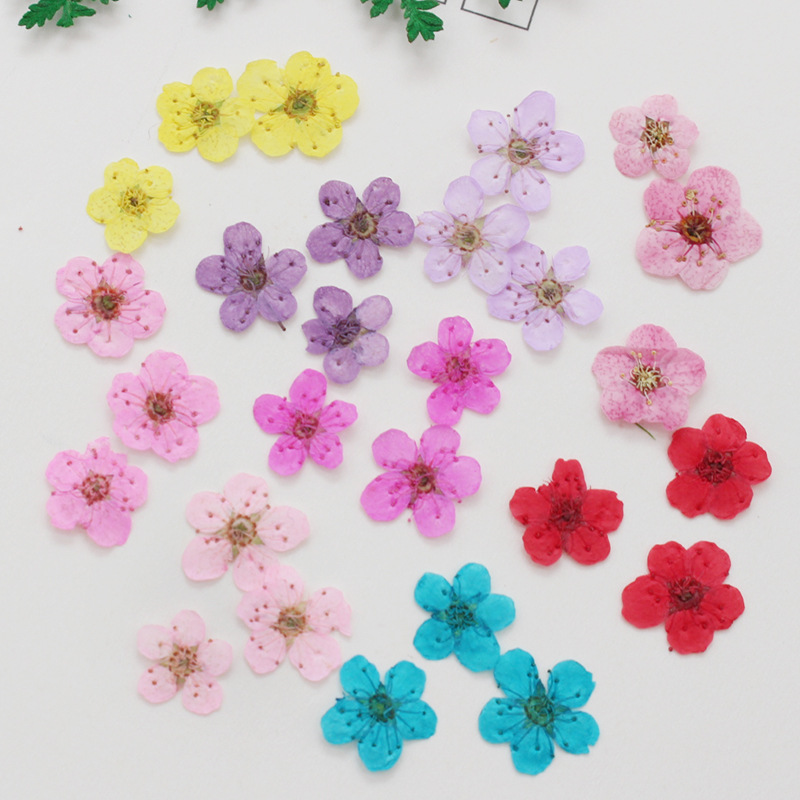 60pcs 미니 누르면 말린 수선화 Jonquilla  - Resin Art Baby 리뷰 및 가격